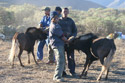 Karoo Stud Game Services