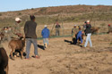 Karoo Stud Game Services