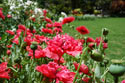 The garden at Jakhalsdans Karoo Farm